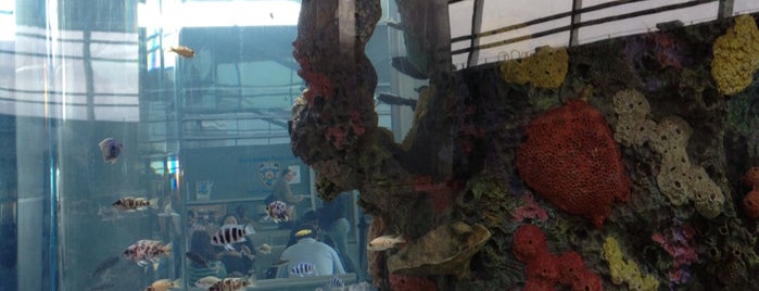 The Fish Tank is one of City of NYC Badge.