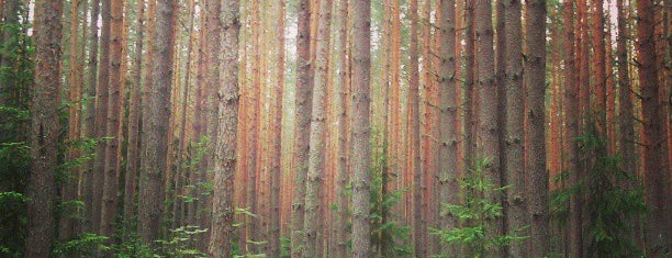 Конаковский бор is one of Lieux qui ont plu à Balashov.