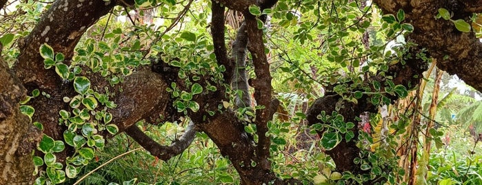 Jardim Botânico is one of Madeira-tips.