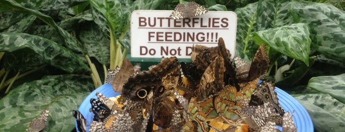 Butterfly Conservatory is one of To go this spring:.