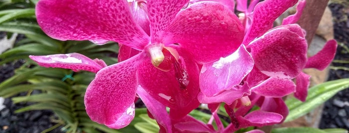 Kuching Orchid Garden is one of Lugares favoritos de Erin.