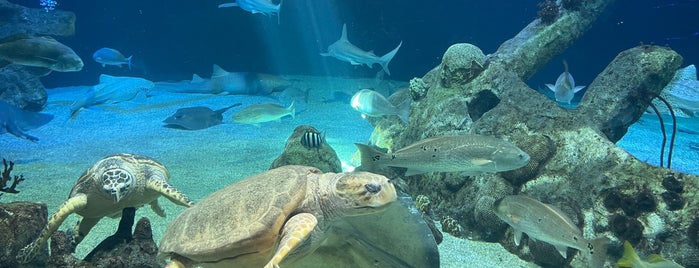 ABQ BioPark Aquarium is one of Leslie : понравившиеся места.