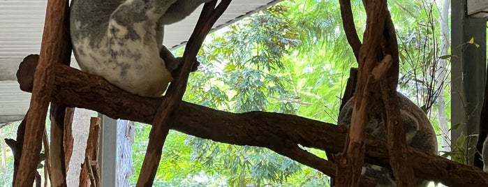 Lone Pine Koala Sanctuary is one of Brisbane.