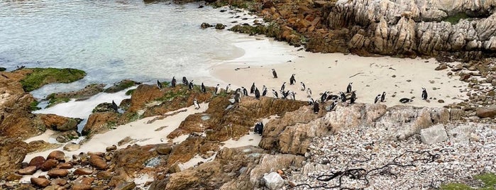 Stony Point Penguin Colony is one of No te lo Pierdas: a menos de 1h de Ciudad del Cabo.