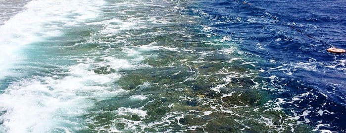 Parrotel Beach Resort is one of Galina 🎨'ın Beğendiği Mekanlar.