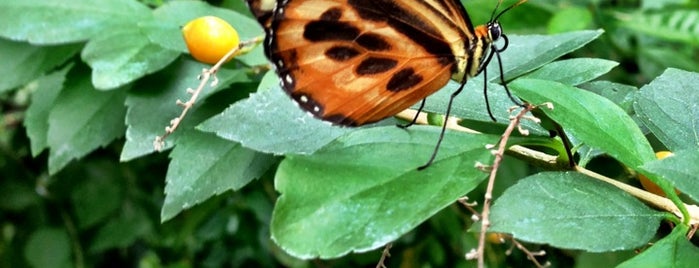 Cleveland Botanical Garden is one of Ohio in Bloom.