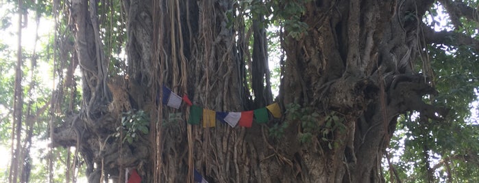 The Bodhi Tree is one of gaya. india.