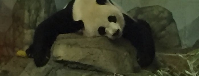 Giant Panda House is one of DC.