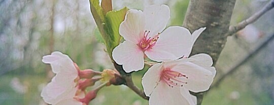 Cherry Blossom Festival is one of Restaurants.