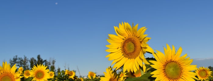 Prayers from Maria Sunflower Field is one of Ohio!.