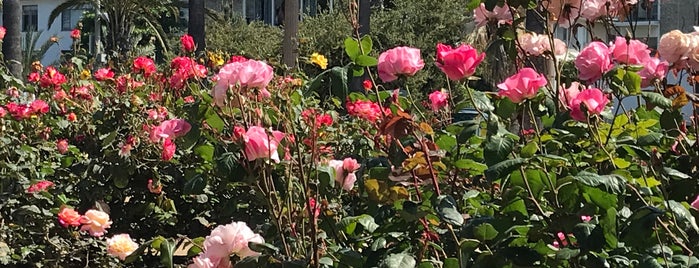 The Rose Garden is one of Michael'in Beğendiği Mekanlar.