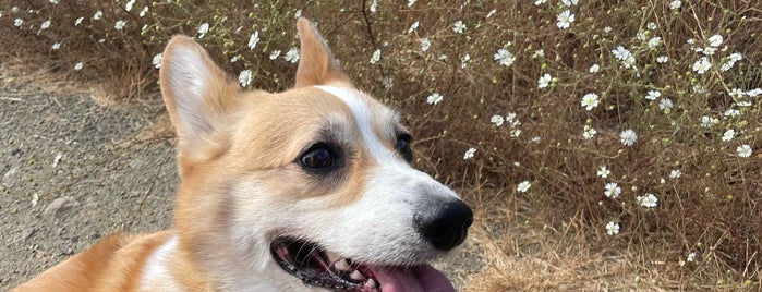 Calero County Park is one of Hiking in South County.