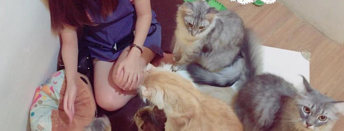 Carameow Cafe' is one of Cat Cafe' - Thailand.
