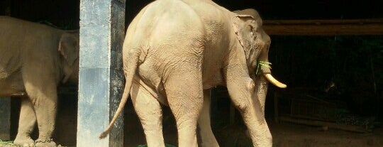 Anantara Elephant Camp is one of Locais curtidos por Gordon.