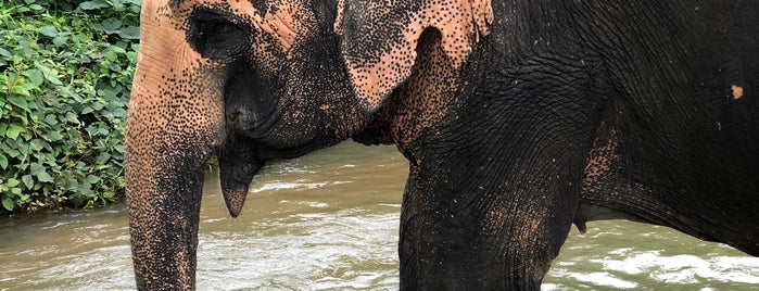 Phuket Elephant Sanctuary is one of Thailand 🇹🇭 Phuket.