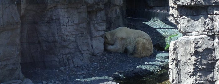 Central Park Zoo: Polar Bear is one of Cool Places.