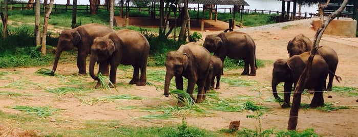 Elephant Transit Home and Information Centre is one of สถานที่ที่ (((ekin))) ถูกใจ.