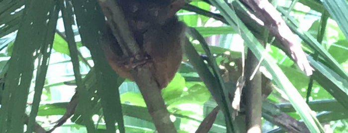 Tarsier Sightseeing is one of Edzelさんのお気に入りスポット.