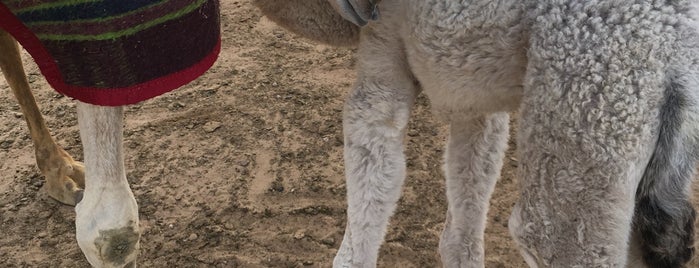 The Camel Farm is one of Dubai.