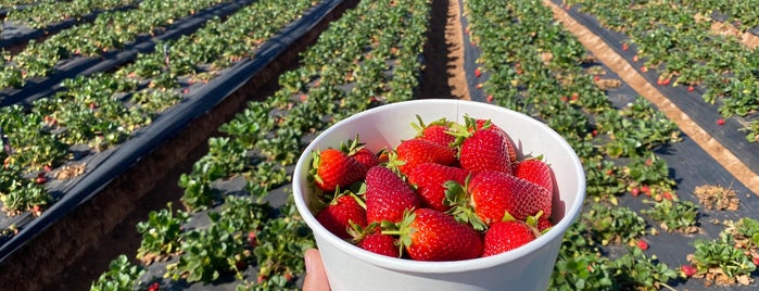 Kenny's Strawberry Farm is one of Temecula Wine Country.