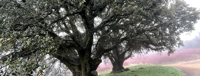 Volcan Mountain Wilderness Preserve is one of places to go.