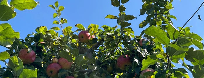 Och's Orchard is one of Picking Vegs and fruit - summer and fall.