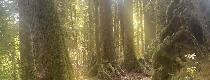 Bogachiel State Park is one of Olympic Peninsula Sights.