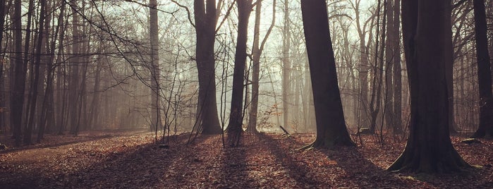 Wohldorfer Wald is one of Jana'nın Beğendiği Mekanlar.