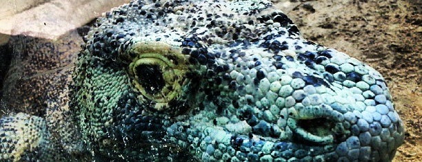 Jacksonville Zoo- Komodo Dragon is one of Tempat yang Disukai Lizzie.