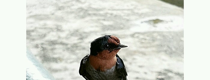 Tampines Eco Green is one of Micheenli Guide: Places to bird-watch in Singapore.