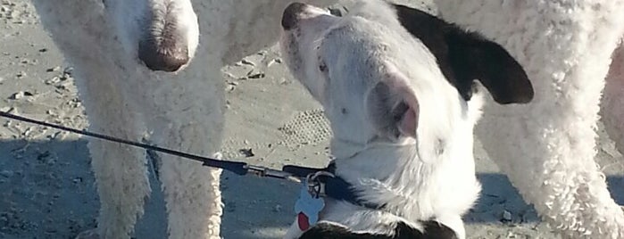 Ponce Inlet Dog Park is one of Lugares favoritos de barbee.