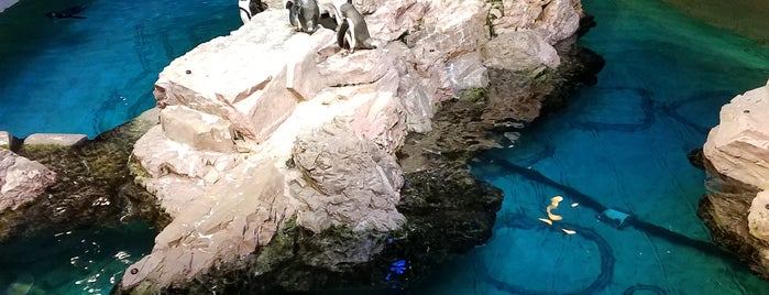 New England Aquarium is one of The 13 Best Places for Aquariums in Boston.