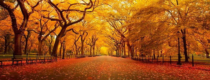 The Best Things to do in New York in the Fall