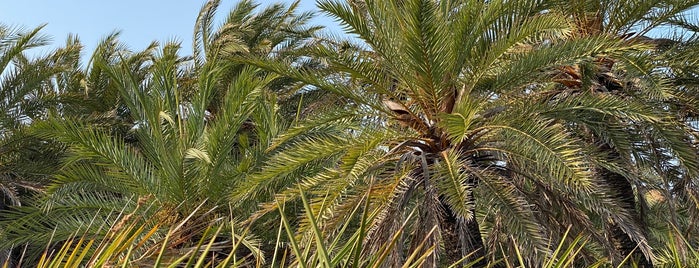 Vai Palm Forest is one of Κρήτη 🇬🇷.
