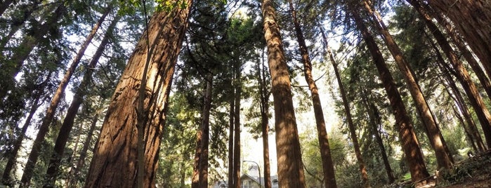 Sigmund Stern Grove is one of 100 SF Things to Do before you Die.