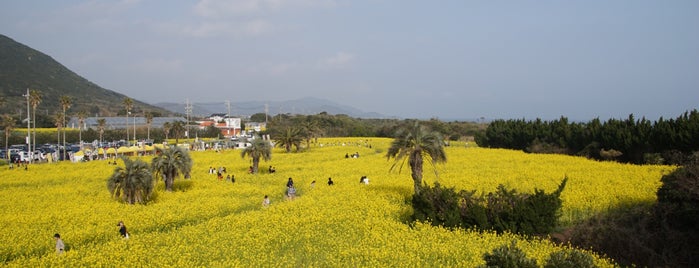 伊良湖菜の花ガーデン is one of 愛知県_東三河.