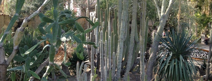 Moorten Botanical Garden is one of Things to do in Palm Springs.