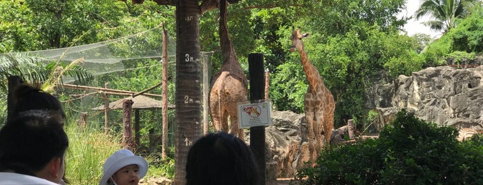 Africa's Animals Area is one of Bangkok - Not yet....
