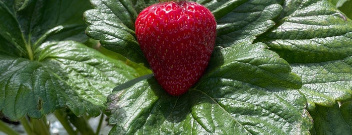 Bidgee Strawberries and Cream is one of Best of Wagga Wagga.