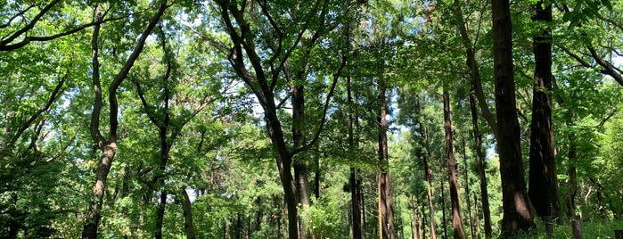 南本宿市民の森 is one of 横浜周辺のハイキングコース.