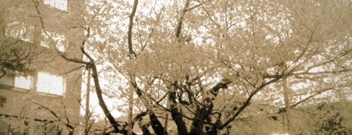 石割桜 is one of beautiful Japan.
