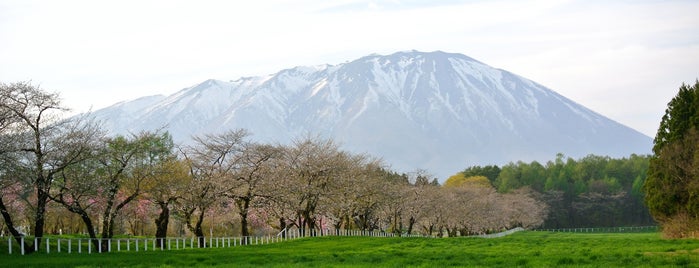 小岩井農場の桜並木 is one of beautiful Japan.