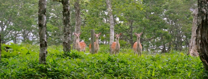 あやめヶ原 is one of Hokkaido for driving.