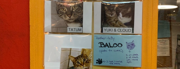 Spoiled Brats is one of The 15 Best Places for Kittens in New York City.
