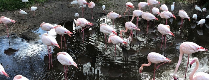 Wanyama (Sunset) Safari is one of Animal Kingdom Resort Area.