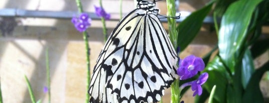 Butterflies and Plants - Partners in Evolution is one of Maryland Activities Bucket.