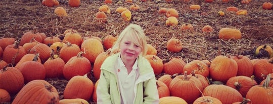 Studt's Pumpkin Patch is one of christopher’s Liked Places.