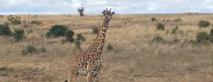 Nairobi National Park is one of Orte, die Peter gefallen.