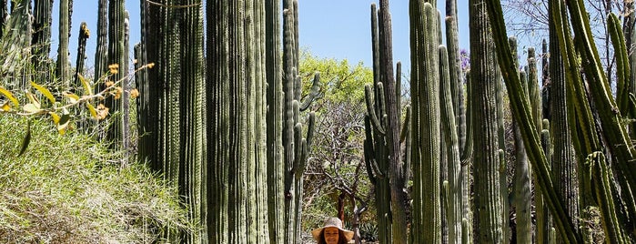 Oaxaca