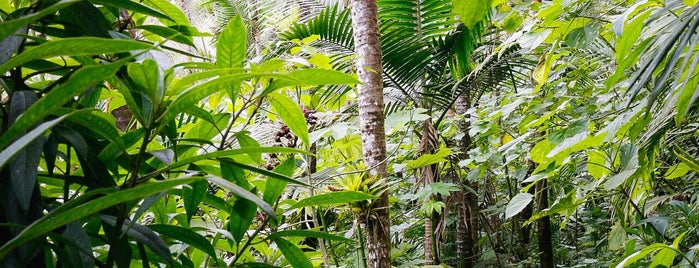 El Yunque National Forest is one of Puerto Rico Favorites.